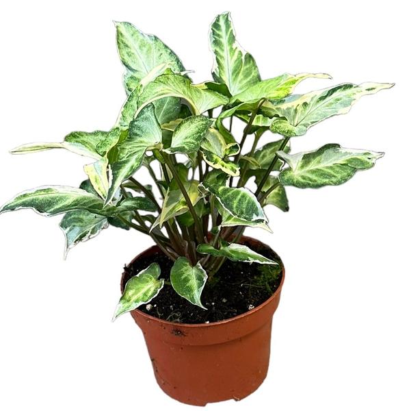 Syngonium T25 – Ø10,5cm – ↕15cm