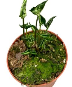 Syngonium Godzilla – Ø10,5cm – ↕15cm