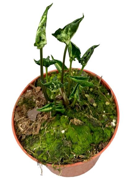 Syngonium Godzilla – Ø10,5cm – ↕15cm