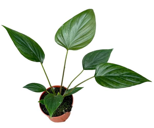 Homalomena Rubescens Black – Ø10,5cm – ↕15cm