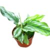Homalomena Riau Sumatra – Ø10,5cm – ↕15cm