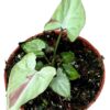 Syngonium Strawberry Milk – Ø10,5cm – ↕15cm