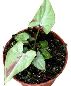 Syngonium Strawberry Milk – Ø10,5cm – ↕15cm