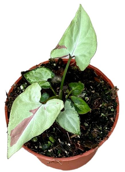 Syngonium Strawberry Milk – Ø10,5cm – ↕15cm