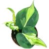 Philodendron Cream Splash – Ø10,5cm – ↕15cm