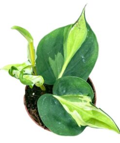 Philodendron Cream Splash – Ø10,5cm – ↕15cm