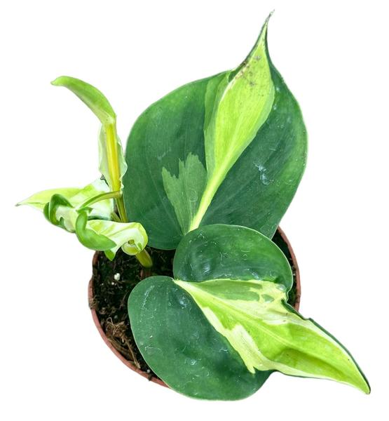 Philodendron Cream Splash – Ø10,5cm – ↕15cm