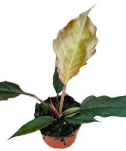 Philodendron Choco Empress – Ø10,5cm – ↕15cm