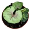 Syngonium Bob Allusion – Ø10,5cm – ↕15cm