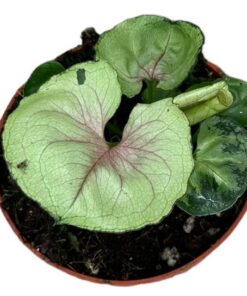 Syngonium Bob Allusion – Ø10,5cm – ↕15cm