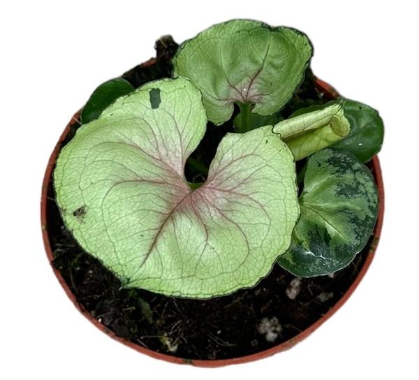 Syngonium Bob Allusion – Ø10,5cm – ↕15cm