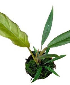 Philodendron Caramel Pluto – Ø10,5cm – ↕25cm