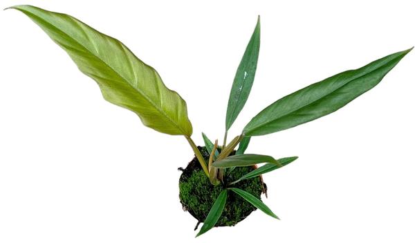 Philodendron Caramel Pluto – Ø10,5cm – ↕25cm