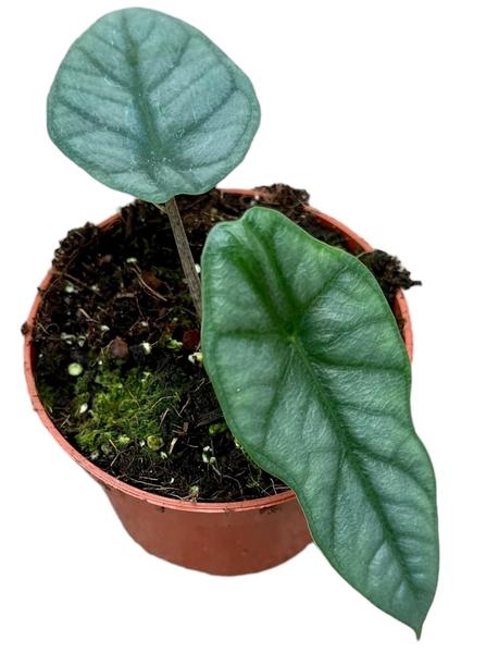 Alocasia Heterophylla Corazon – 1 Stück – Ø10,5cm – ↕15cm