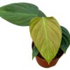 Philodendron Nangaritense – Ø10,5cm – ↕15cm