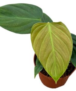 Philodendron Nangaritense – Ø10,5cm – ↕15cm