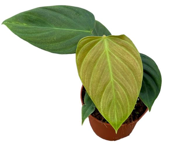 Philodendron Nangaritense – Ø10,5cm – ↕15cm