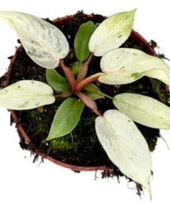 Philodendron Snowdrift – Ø10,5cm – ↕15cm