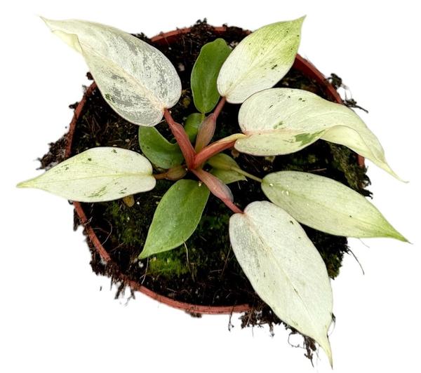 Philodendron Snowdrift – Ø10,5cm – ↕15cm