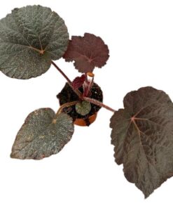 Begonia Taconite – Ø10,5cm – ↕15cm