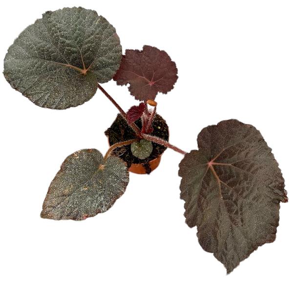 Begonia Taconite – Ø10,5cm – ↕15cm