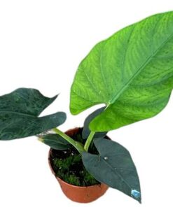 Alocasia Scabriuscula – Ø 10,5 cm – ↕15 cm