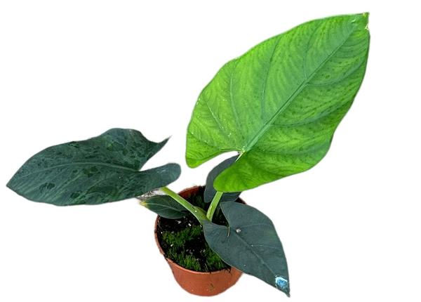 Alocasia Scabriuscula – Ø 10,5 cm – ↕15 cm