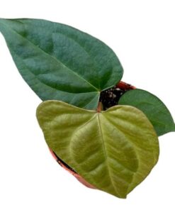 Anthurium Nigrolaminum Gigi X Forgetii – Ø10,5 cm – ↕15 cm