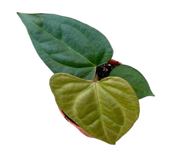 Anthurium Nigrolaminum Gigi X Forgetii – Ø10,5 cm – ↕15 cm