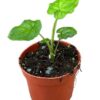 Syngonium Steyermarkii – Ø10,5cm – ↕15cm