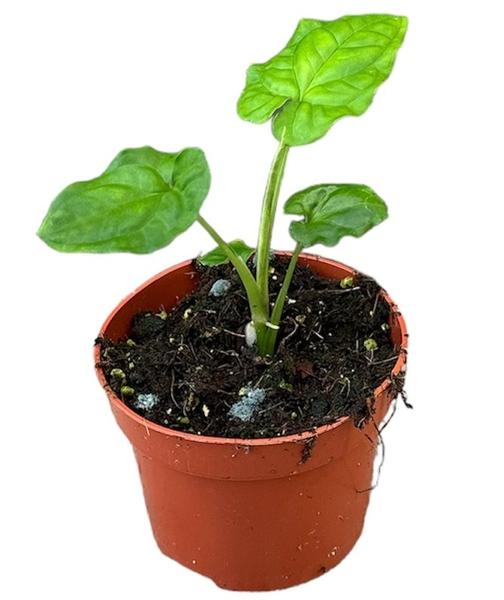 Syngonium Steyermarkii – Ø10,5cm – ↕15cm