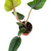 Philodendron Serpens – Ø10,5cm – ↕15cm