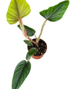 Philodendron Serpens – Ø10,5cm – ↕15cm