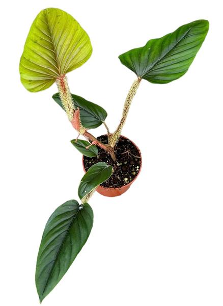 Philodendron Serpens – Ø10,5cm – ↕15cm