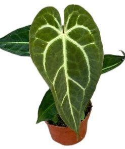 Anthurium Regale X Magnificum – Ø10,5 cm – ↕15 cm