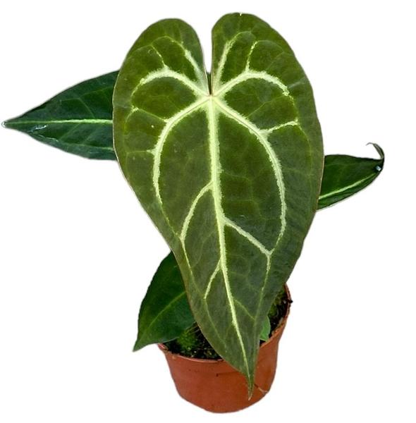 Anthurium Regale X Magnificum – Ø10,5 cm – ↕15 cm