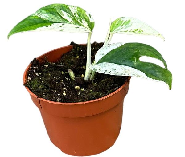 Epipremnum Pinnatum Marble Variegata – Ø10,5cm – ↕15cm