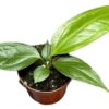Anthurium Big Bill – Ø 10,5 cm – ↕15 cm