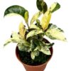 Ficus Moonshine Shivereana – Ø14cm – ↕30cm