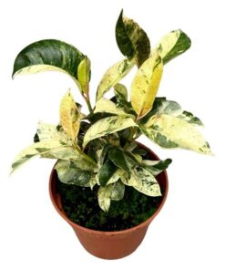 Ficus Moonshine Shivereana – Ø14cm – ↕30cm