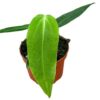 Anthurium Warocqueanum X Waterburyanum – Ø10,5 cm – ↕15 cm