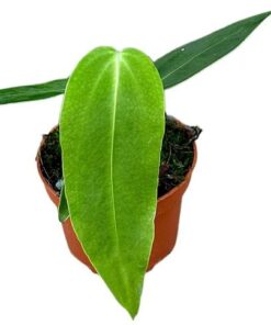 Anthurium Warocqueanum X Waterburyanum – Ø10,5 cm – ↕15 cm