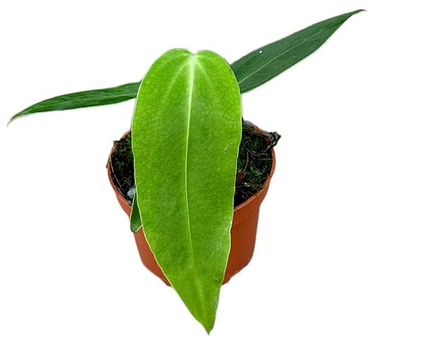 Anthurium Warocqueanum X Waterburyanum – Ø10,5 cm – ↕15 cm