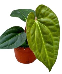 Anthurium Regale X Luxurians – Ø10,5 cm – ↕15 cm