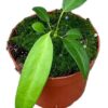 Anthurium Wendlingeri – Ø10,5 cm – ↕15 cm