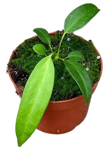 Anthurium Wendlingeri – Ø10,5 cm – ↕15 cm