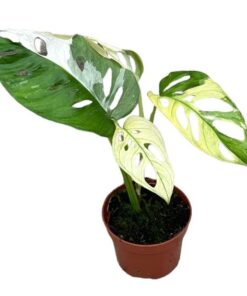 Monstera Adansonii Variegata – Ø10,5cm – ↕15cm