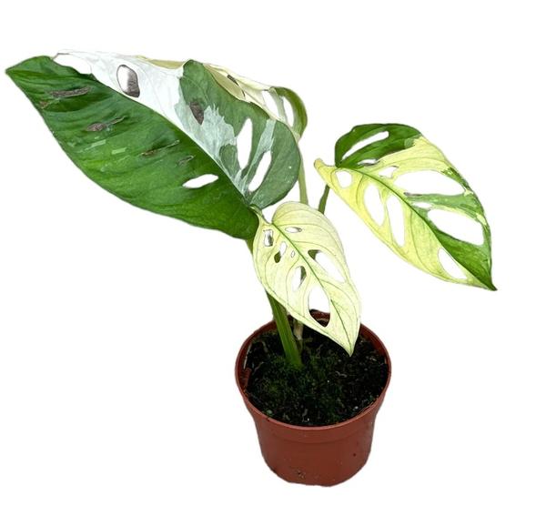 Monstera Adansonii Variegata – Ø10,5cm – ↕15cm