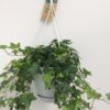 Hedera Helix Groen – Hangpot Wit / Basic – Ø17cm – ↕cm