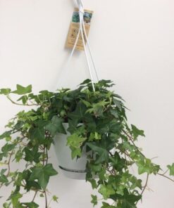 Hedera Helix Groen – Hangpot Wit / Basic – Ø17cm – ↕cm